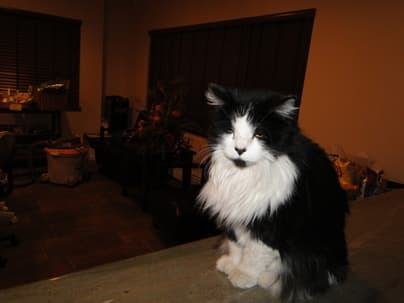 Baby, a black and white long-haired cat